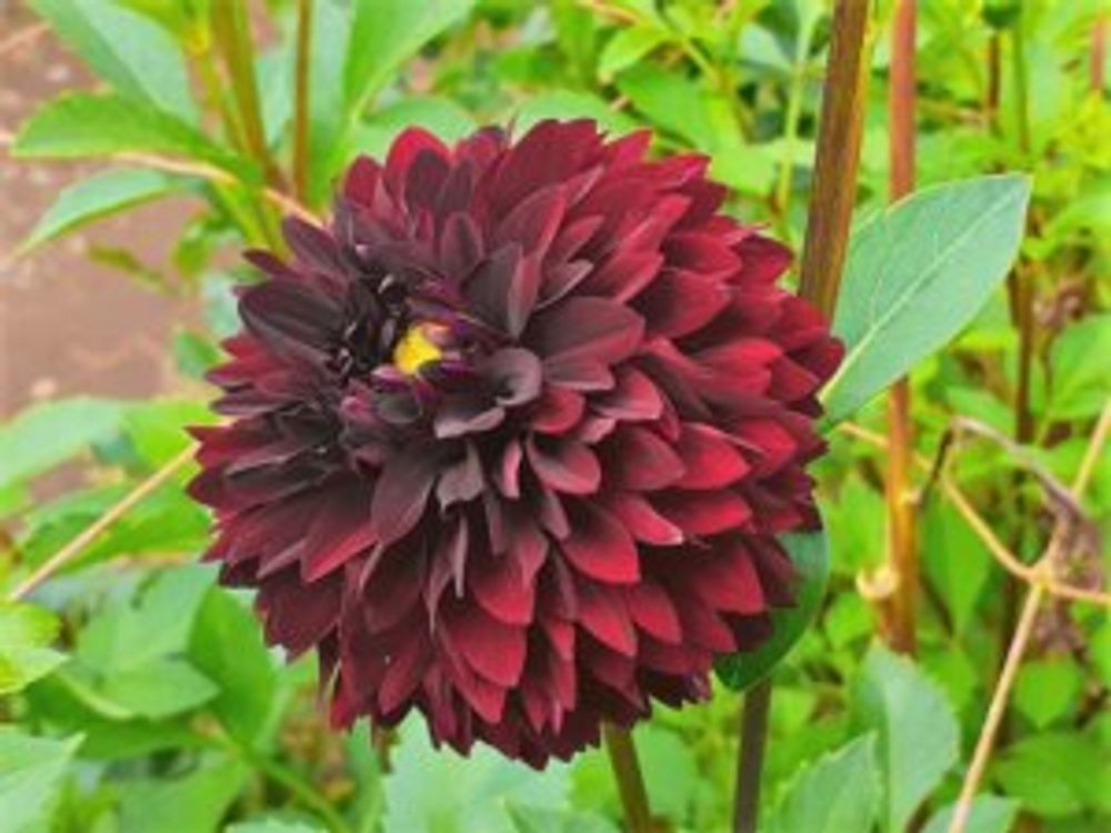 ポンポンショコラ