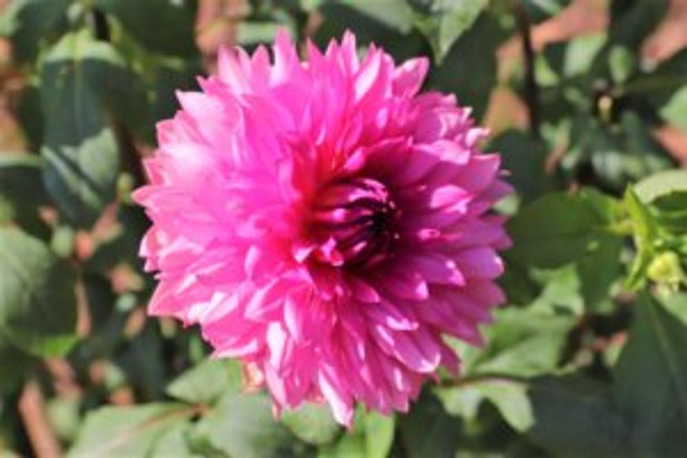 マジックピンク