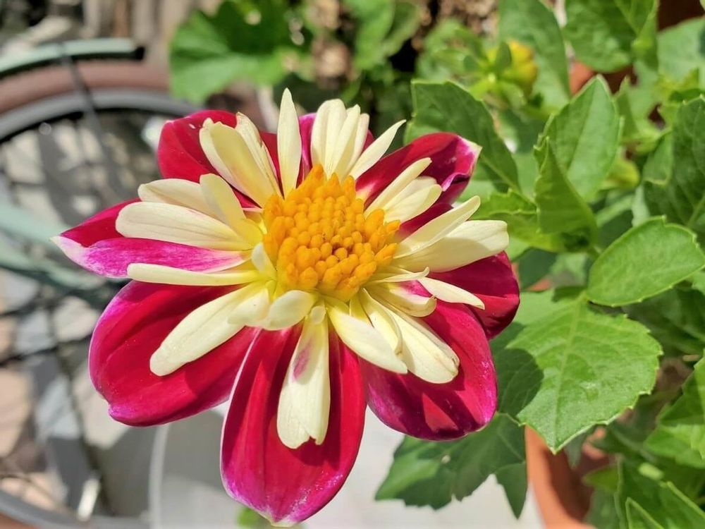 スターシスター