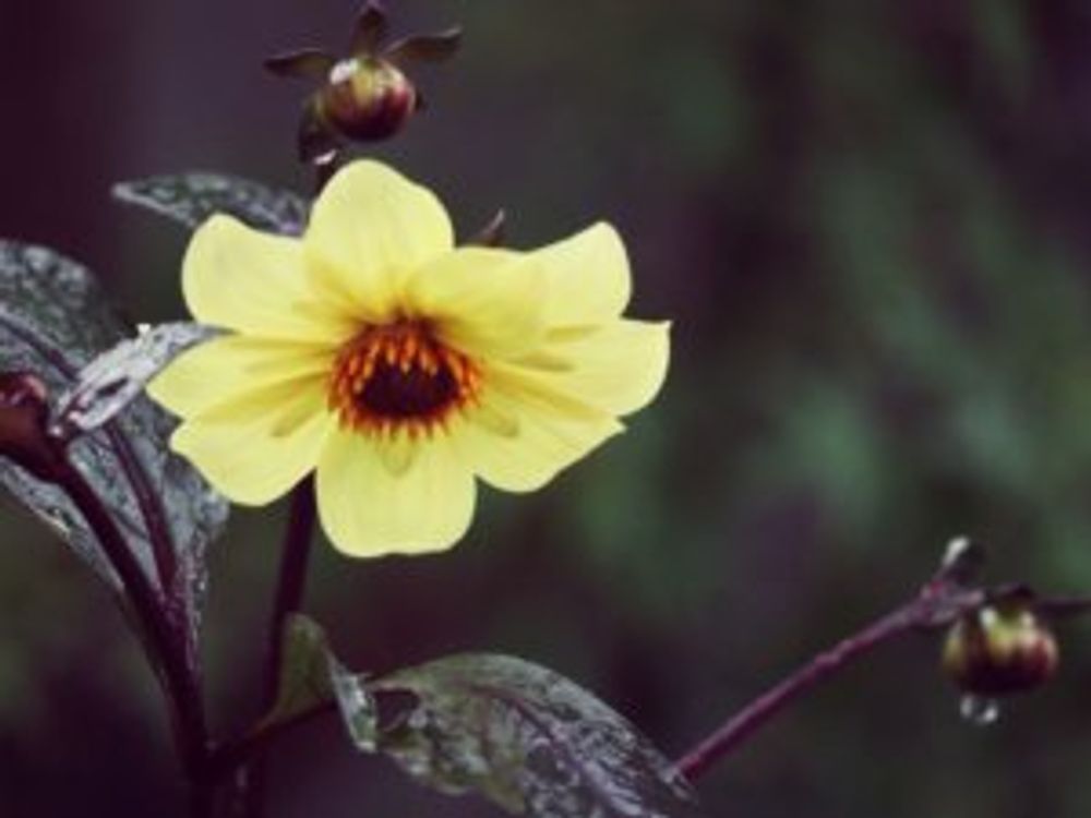 ブラックナイト