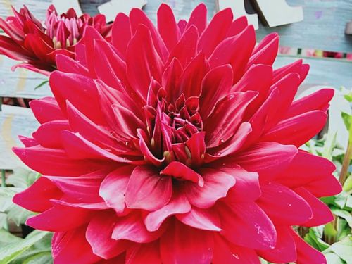 ダリアの種類 人気の品種や花の大きさ 色はどれくらいあるの Greensnap グリーンスナップ