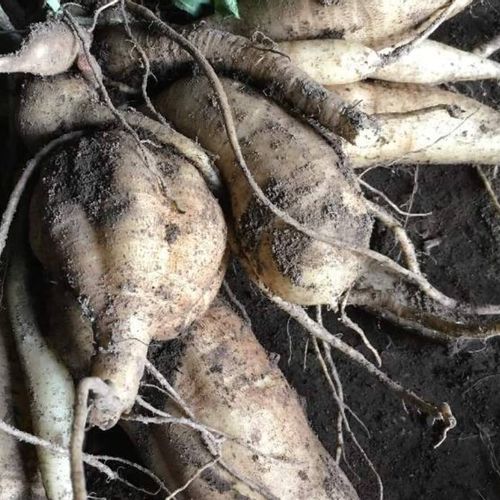 ヤーコンの栄養 効果 効能や保存方法 旬の時期や選び方は Greensnap グリーンスナップ