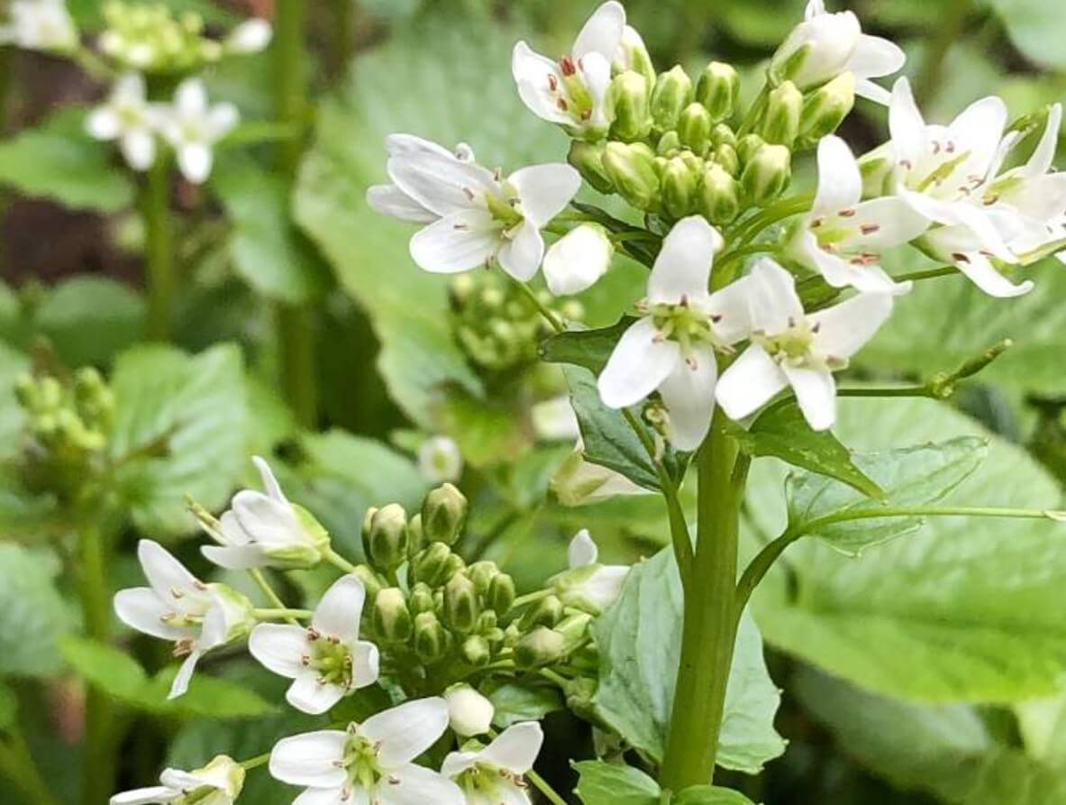 ワサビ 山葵 の栄養 効果 効能や保存方法 旬の時期や選び方は Greensnap グリーンスナップ