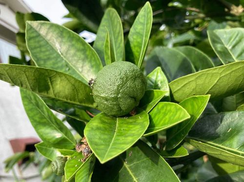 柚子 ゆず の栄養 効果 効能や旬の時期 選び方や保存方法は Greensnap グリーンスナップ