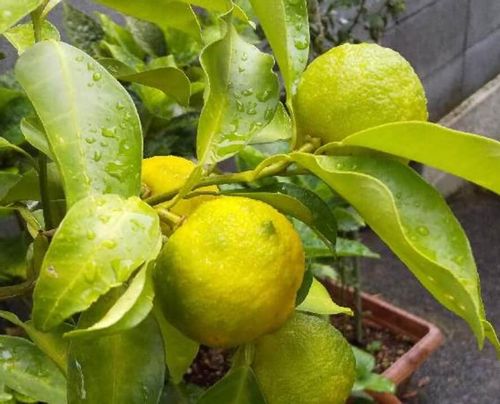 柚子 ゆず の栄養 効果 効能や旬の時期 選び方や保存方法は Greensnap グリーンスナップ