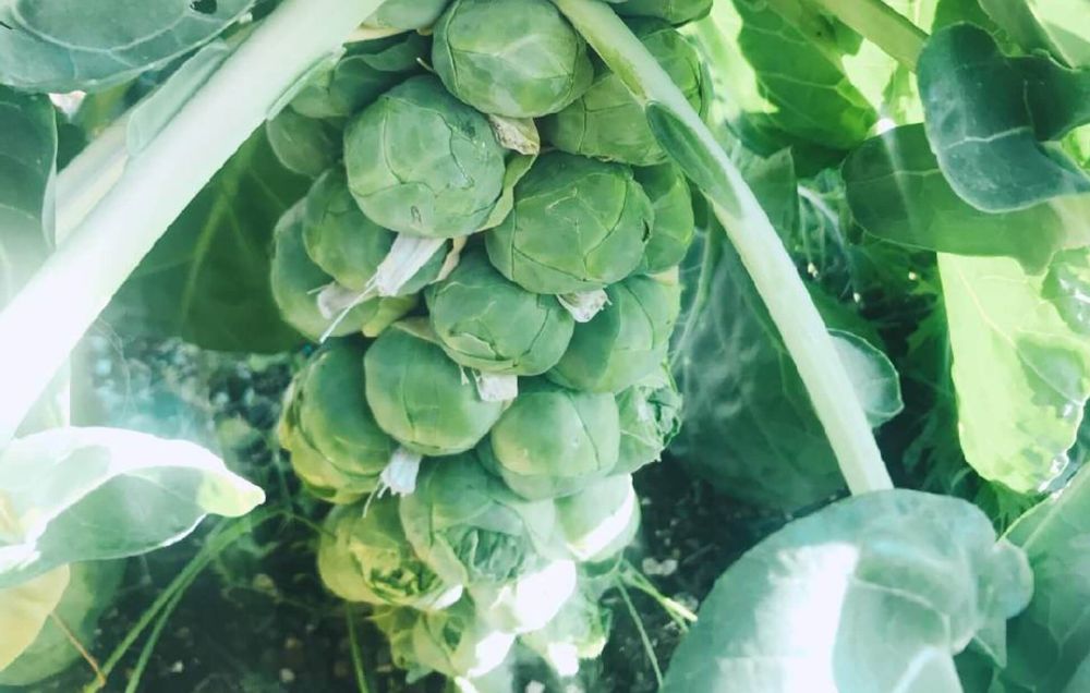 芽キャベツ