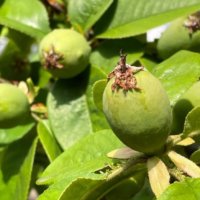 カリン(花梨)の栄養｜効果・効能や旬の時期、選び方や保存方法は？の画像