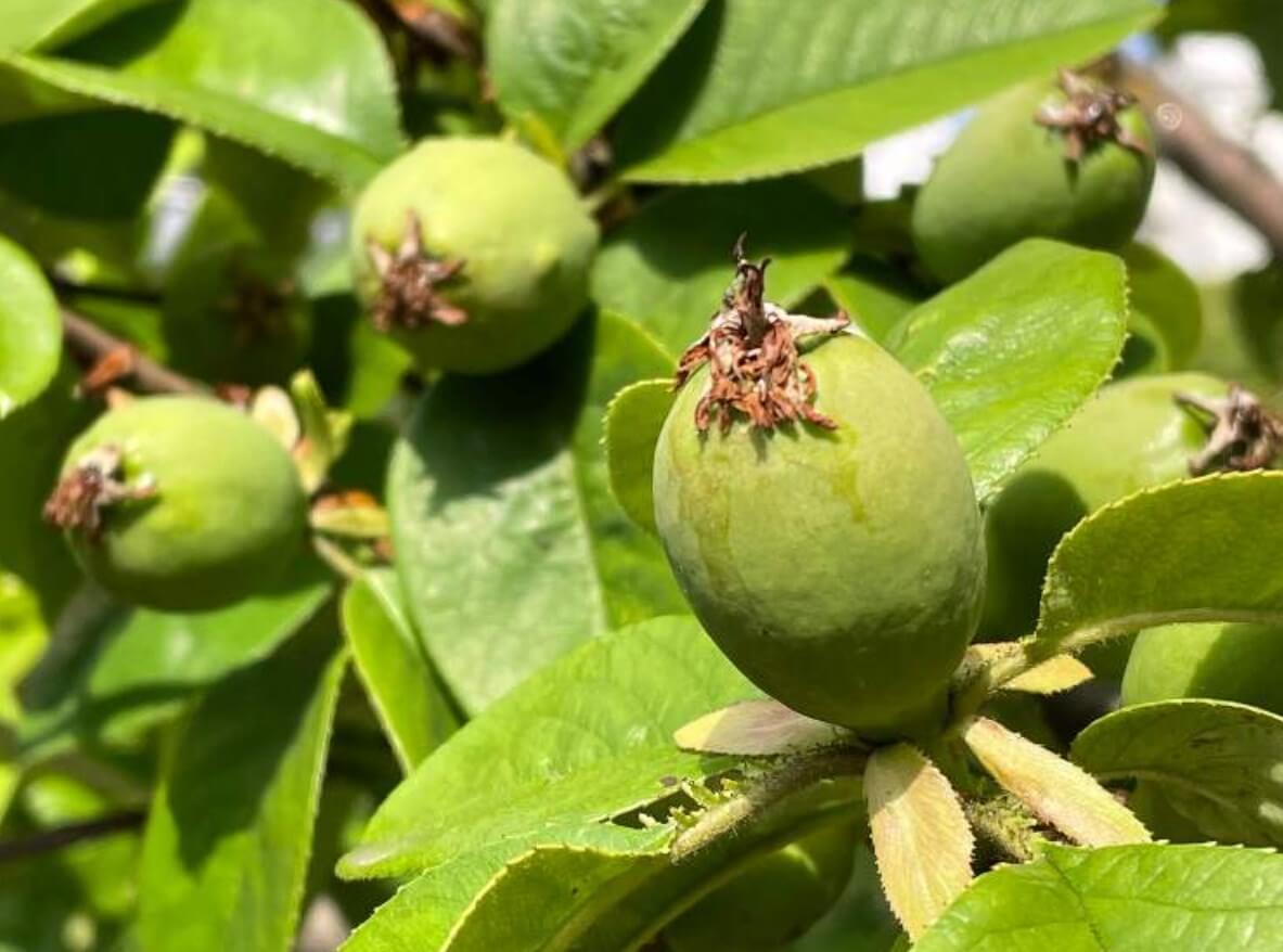 カリン 花梨 の栄養 効果 効能や旬の時期 選び方や保存方法は Greensnap グリーンスナップ