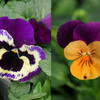 パンジーとビオラの違いを写真で比較しよう！どっちが育てやすいの？の画像