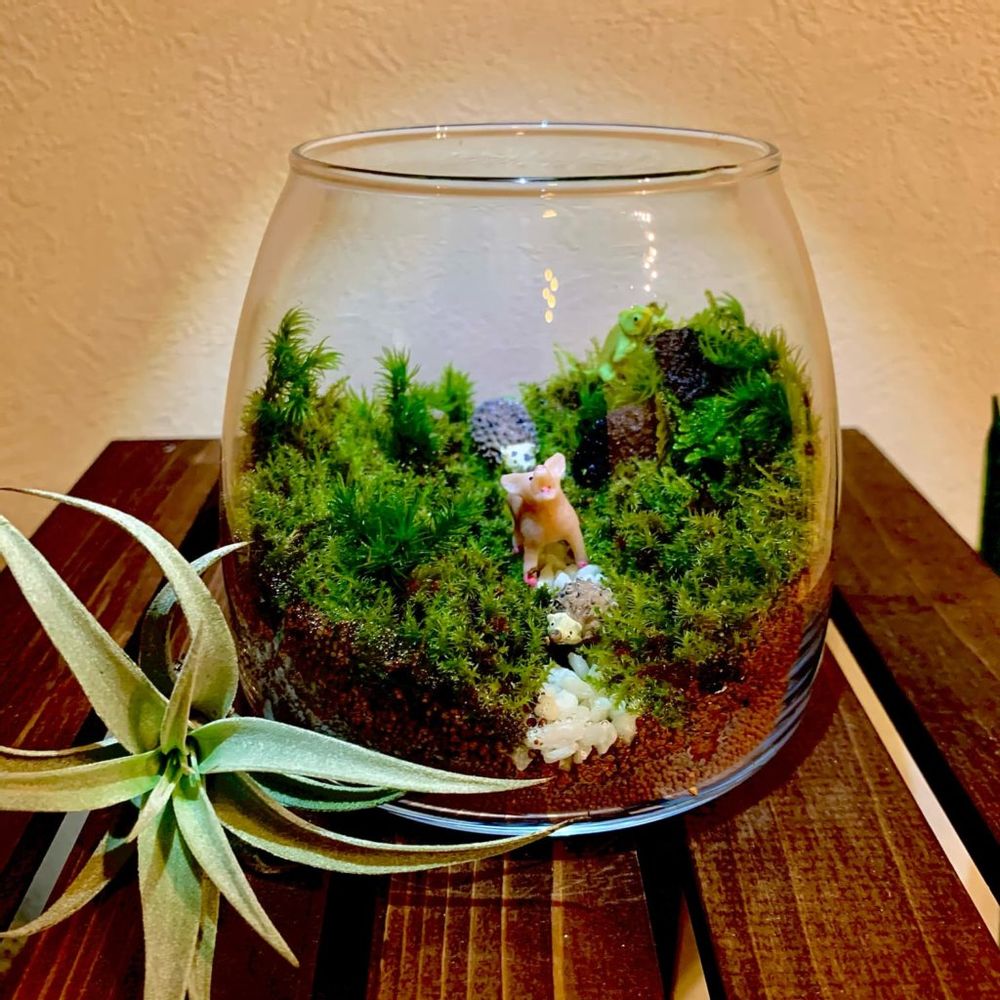 スナゴケ　テラリウム