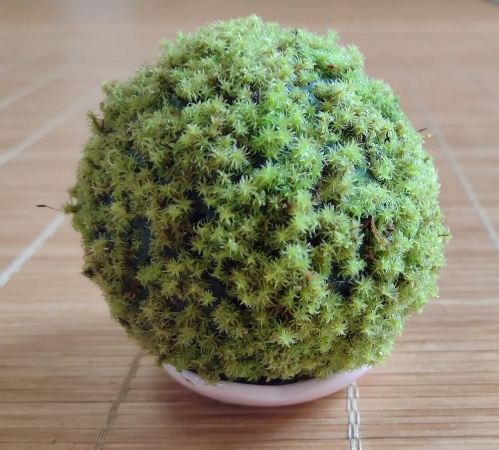 スナゴケ　苔玉