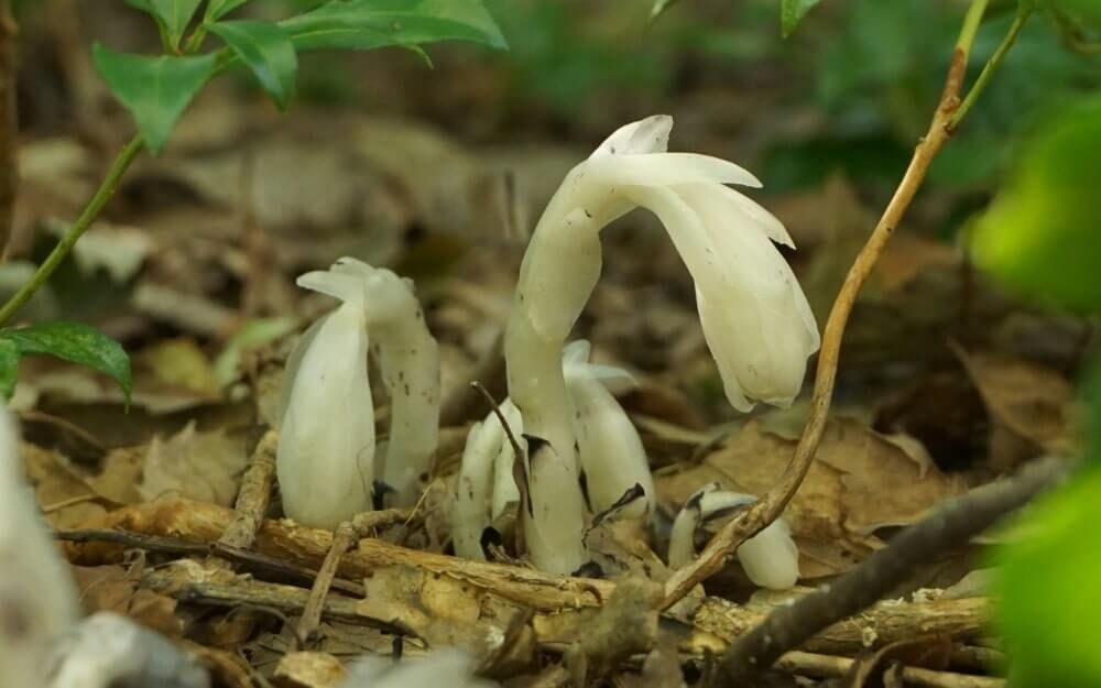 ギンリョウソウモドキ