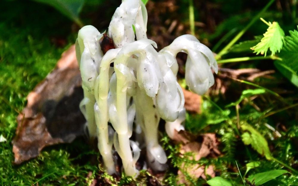 ギンリョウソウモドキ