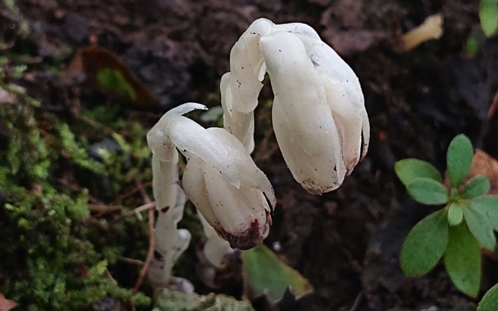 ギンリョウソウモドキ