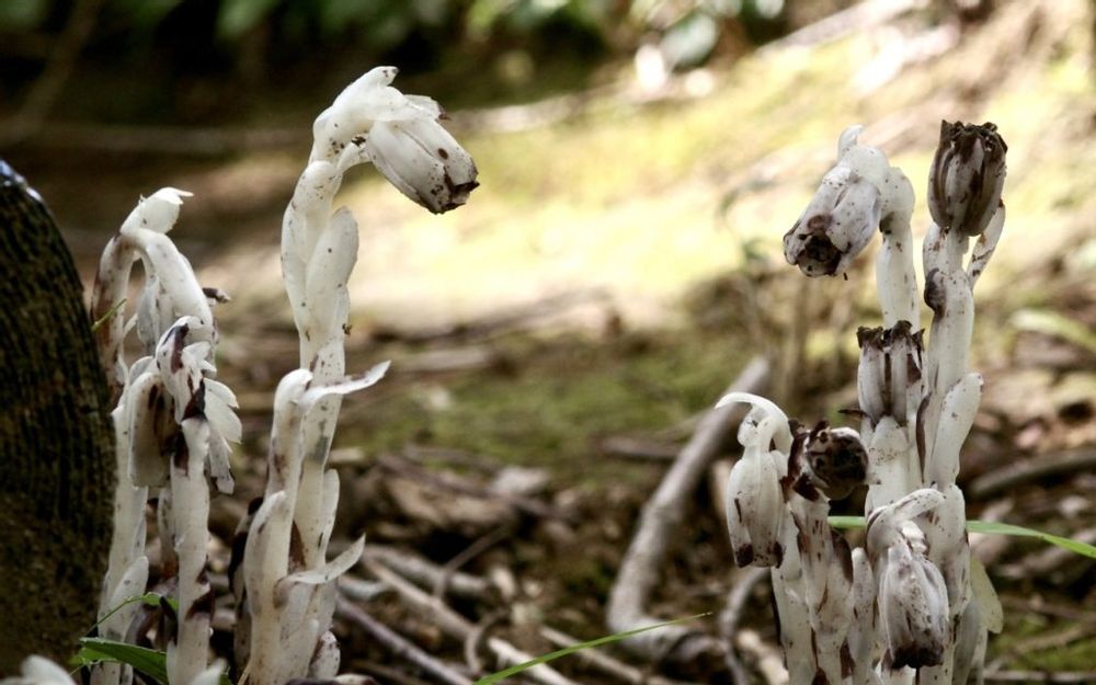 ギンリョウソウモドキ