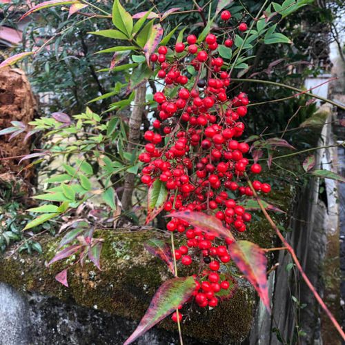 南天の育て方｜植え替えや挿し木の時期は？鉢植えのコツは？｜🍀GreenSnap（グリーンスナップ）