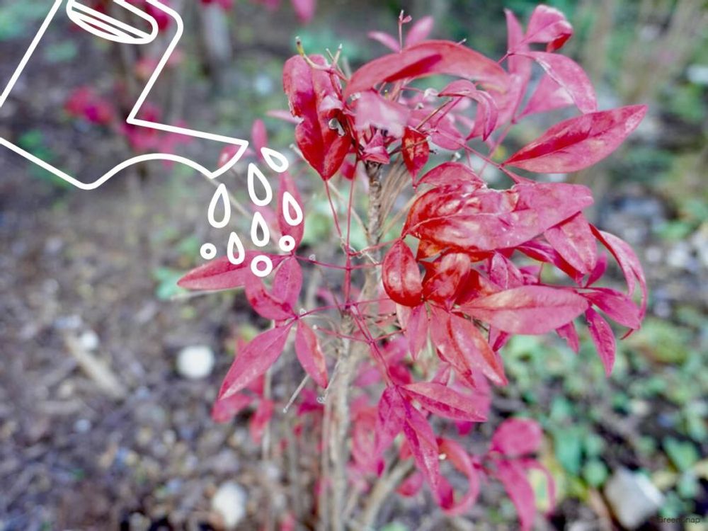 南天の苗木・葉 水やり