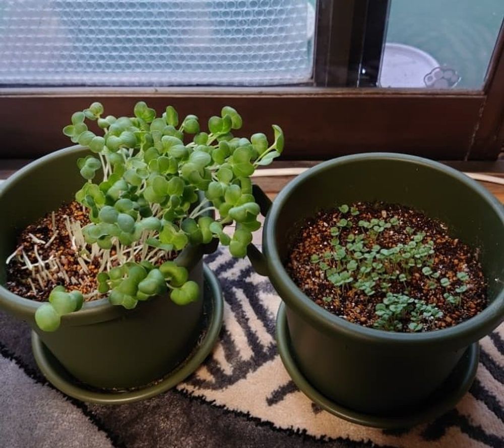 かいわれ大根がプランターに植わっている画像