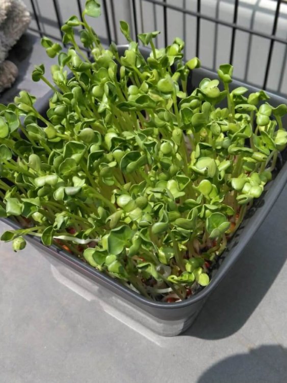かいわれ大根の育て方 栽培のポイントや種まきの方法は Greensnap グリーンスナップ