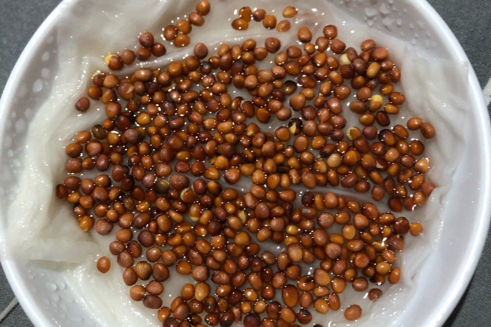 かいわれ大根の種