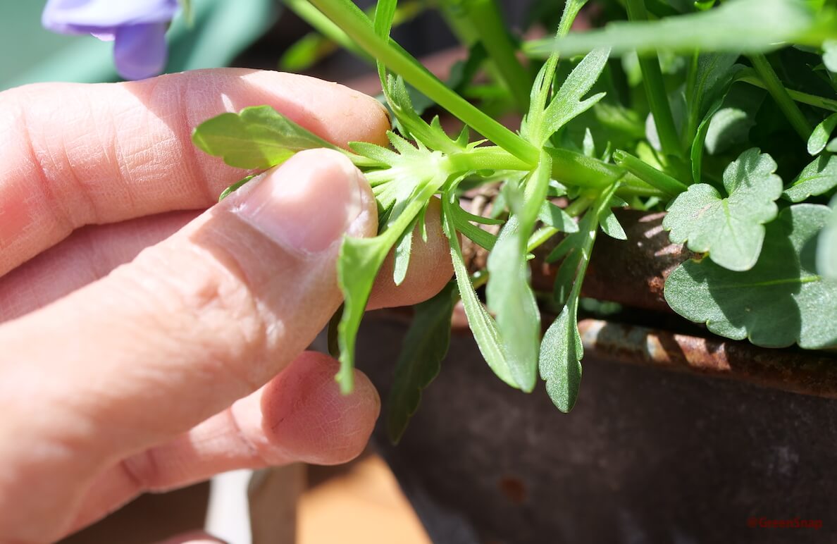 ビオラの育て方 切り戻し 摘心 挿し芽のコツは 苗の植え方は Greensnap グリーンスナップ