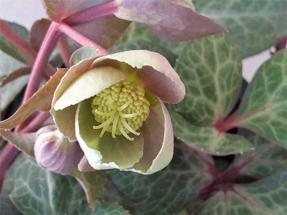 クリスマスローズ・リビダス