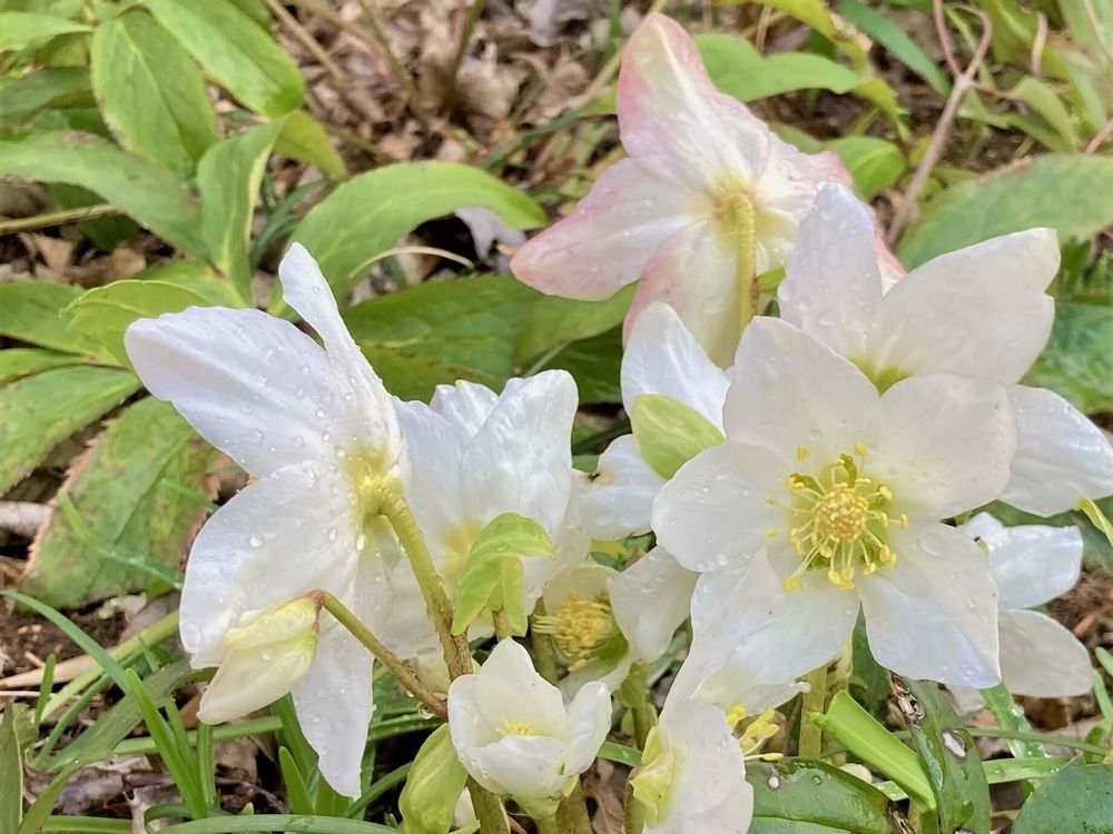 クリスマスローズ・ニゲル