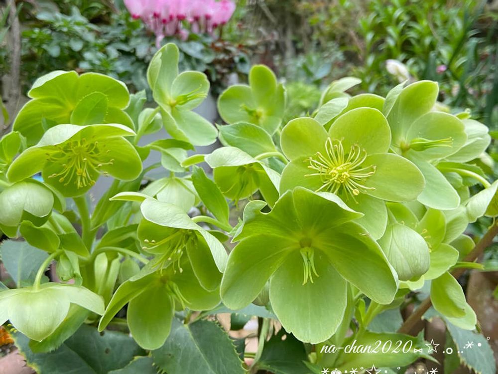 クリスマスローズ・フェチダス