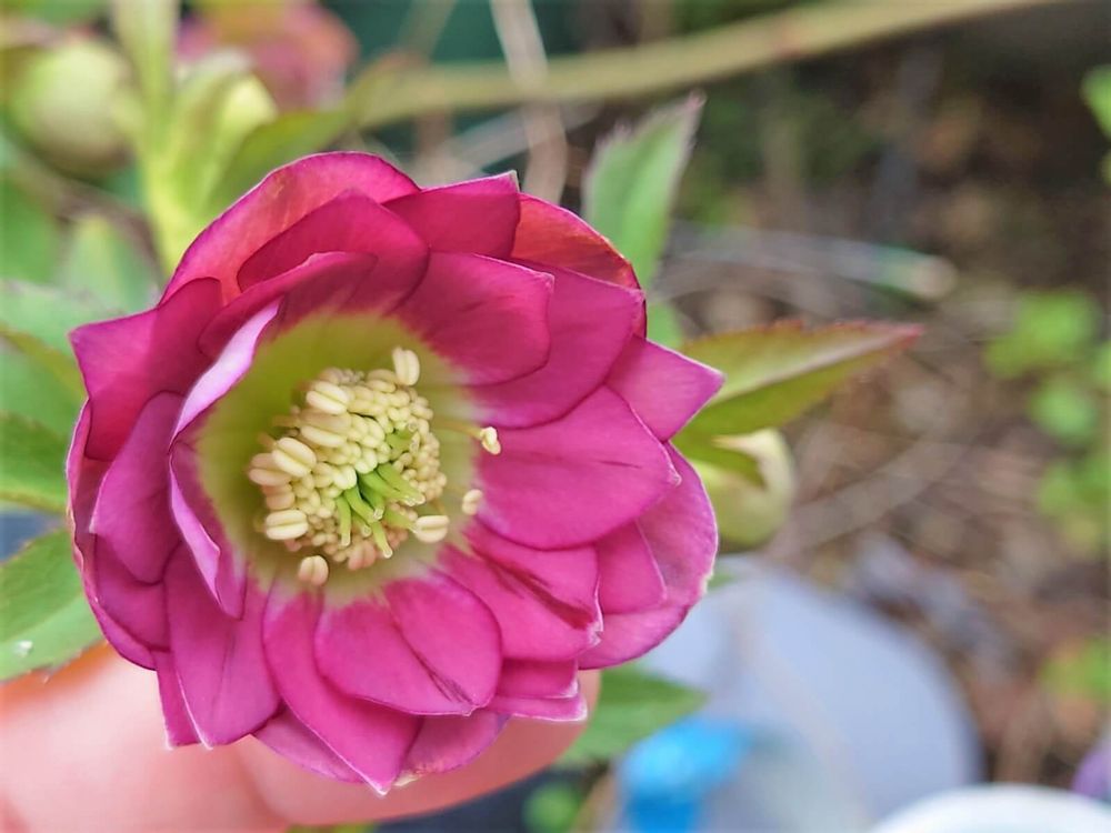 クリスマスローズ