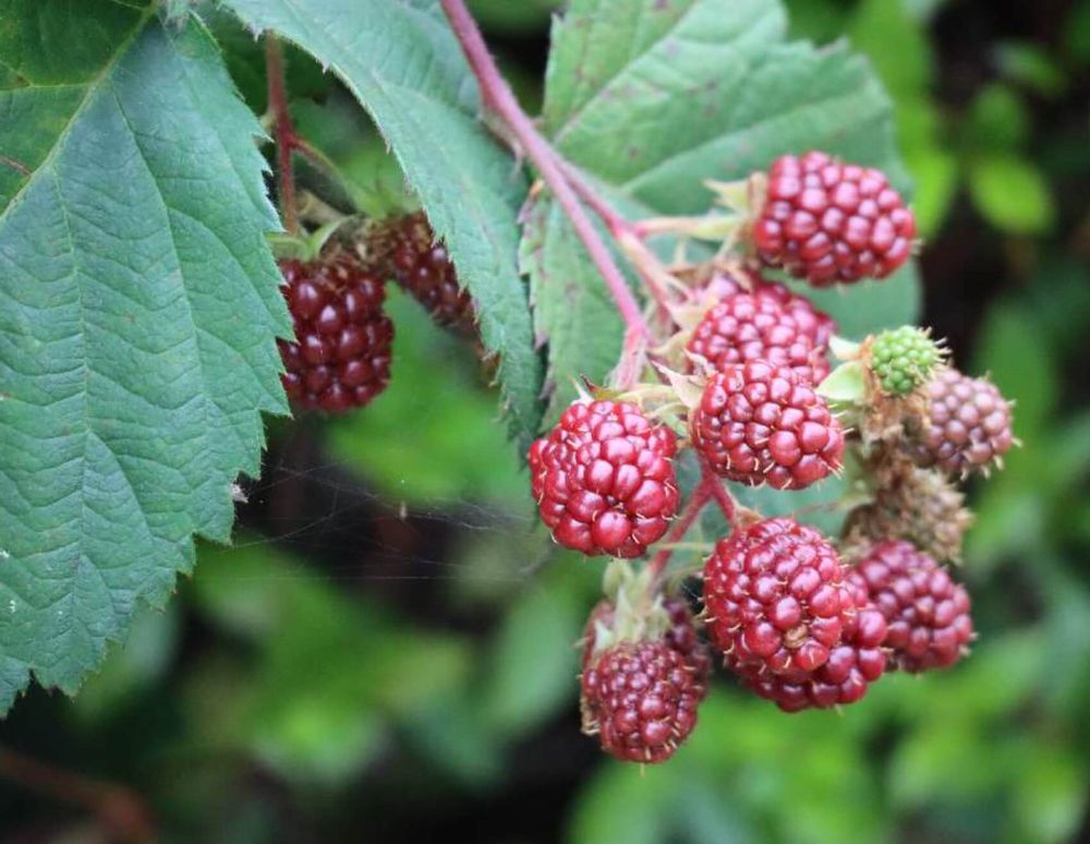 ブラックベリー