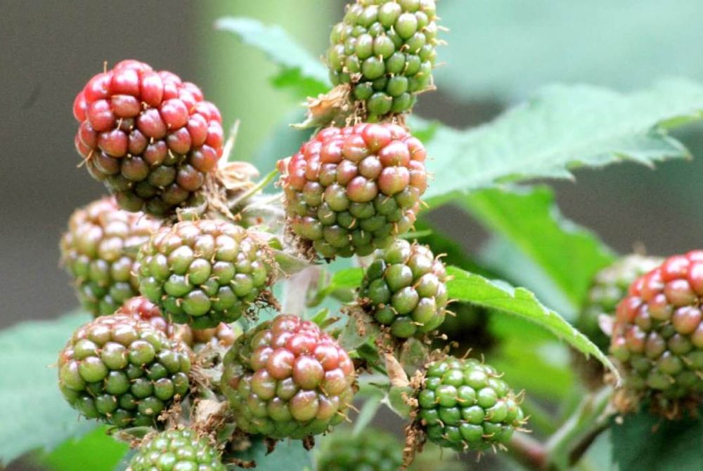 ブラックベリー