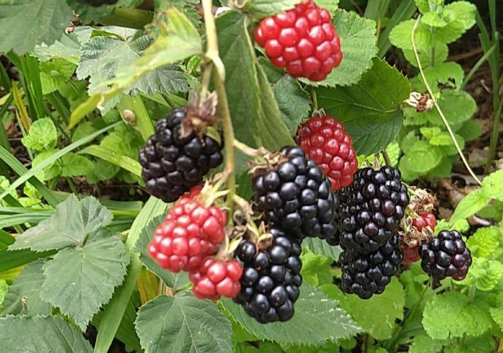 ブラックベリー