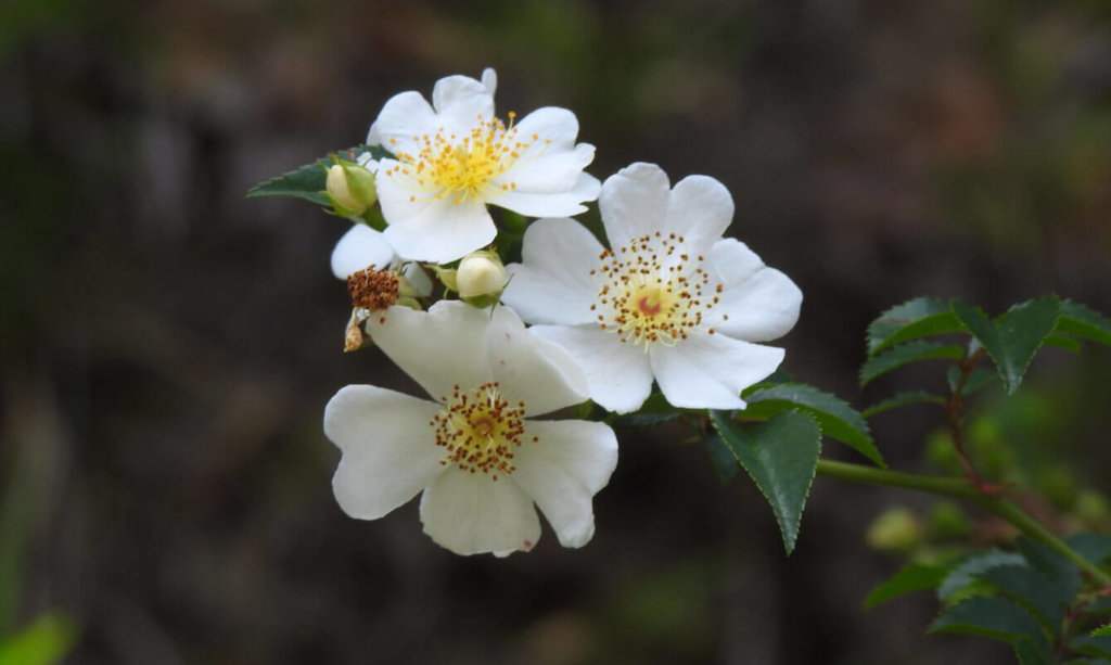 桜 サクラ の花言葉 怖い意味がある 桜の別名は 何科の植物 Greensnap グリーンスナップ