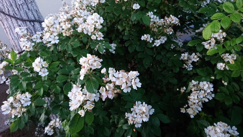 たくさん花をつけたノイバラの画像