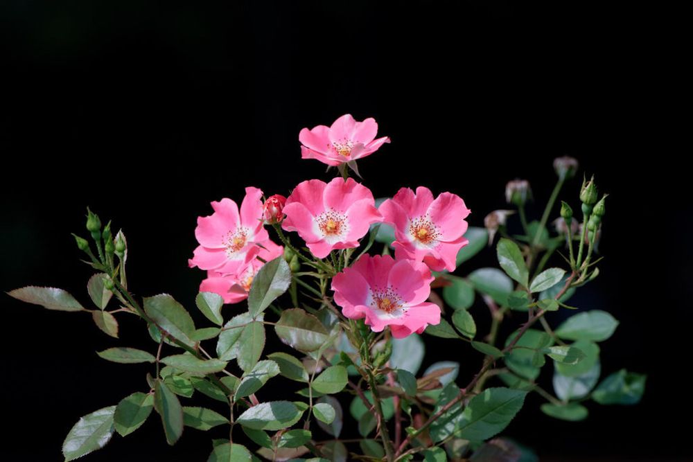 薄紅色のノイバラの画像