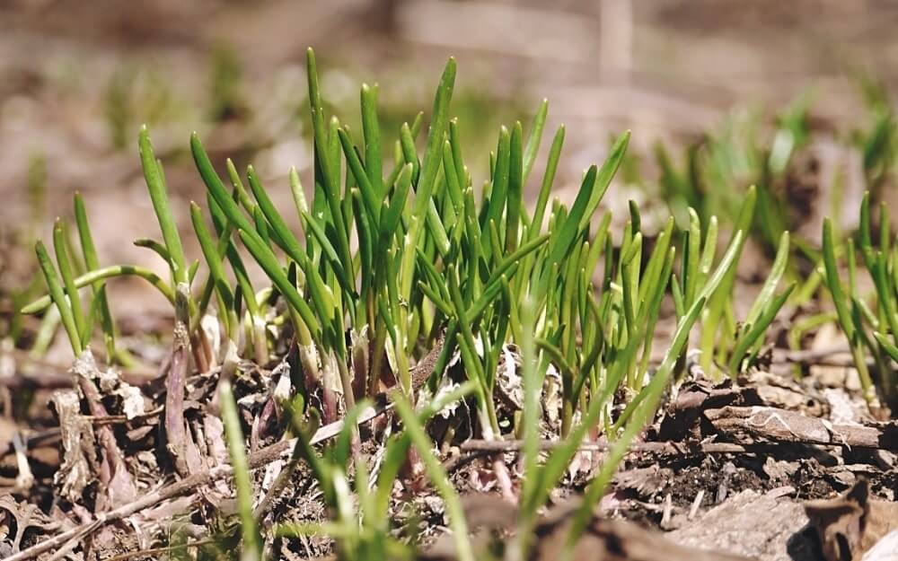 あさつき 浅葱 とは 香り高く育てやすいネギ 栽培方法からおすすめの食べ方までご紹介 Greensnap グリーンスナップ