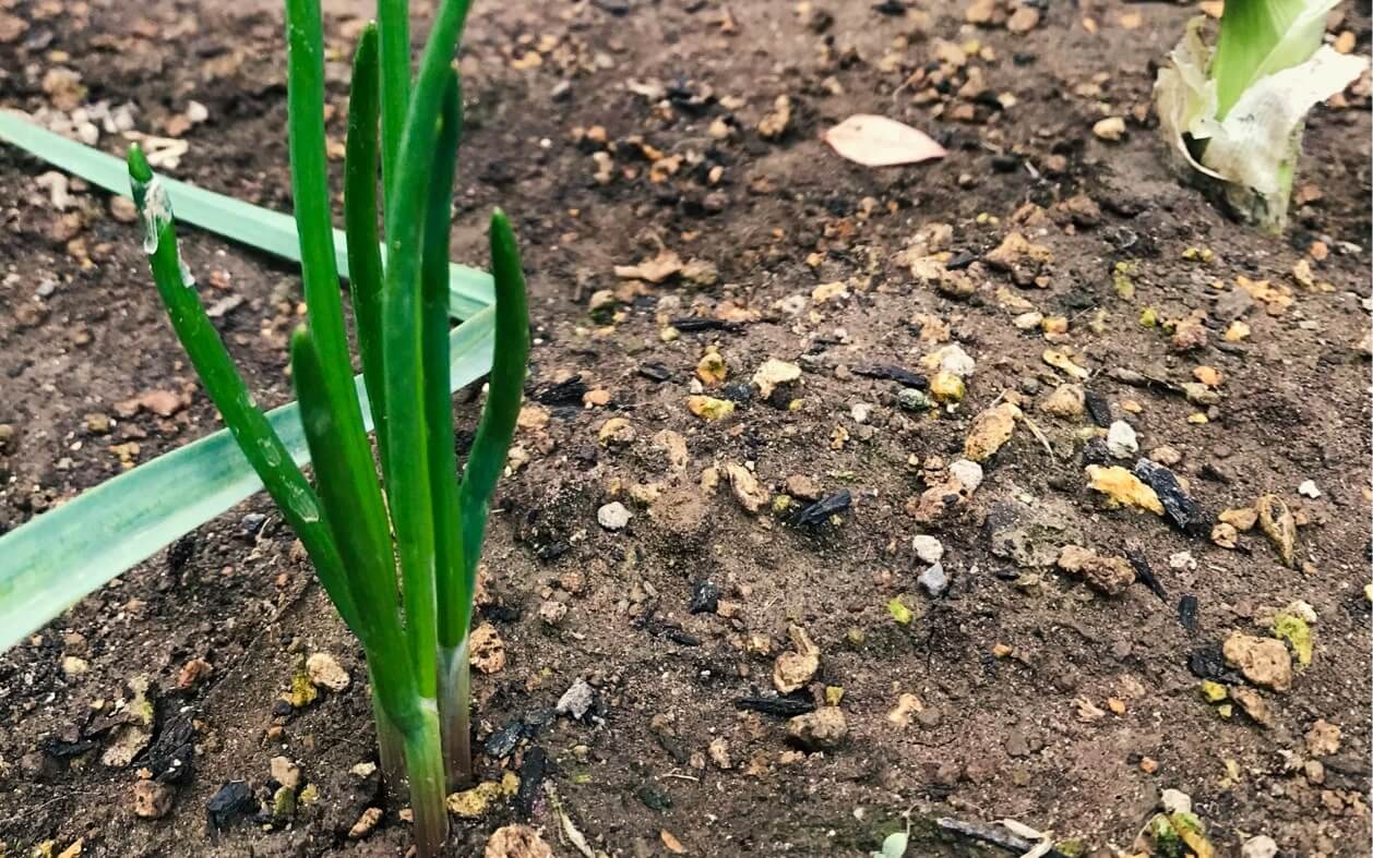 あさつき 浅葱 とは 香り高く育てやすいネギ 栽培方法からおすすめの食べ方までご紹介 Greensnap グリーンスナップ
