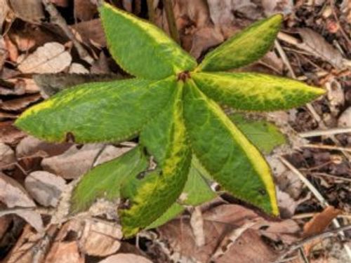 クリスマスローズの葉切り 剪定 時期や方法 失敗しないコツは Greensnap グリーンスナップ