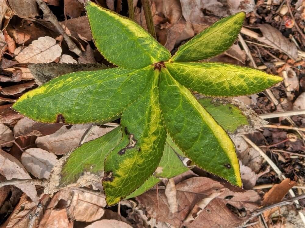 クリスマスローズ