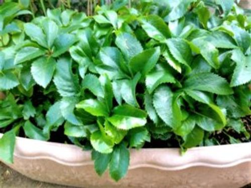 クリスマスローズの葉切り 剪定 時期や方法 失敗しないコツは Greensnap グリーンスナップ