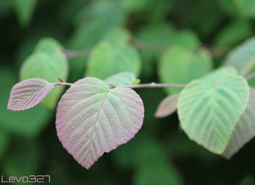 トサミズキとは 花言葉や似た花 名前の由来は Greensnap グリーンスナップ