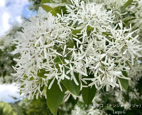 ヒトツバタゴとは 名前の由来や似た花 花言葉は Greensnap グリーンスナップ ヒトツバタゴとは 名前の由来や似た花 花言葉は Greensnap グリーンスナップ