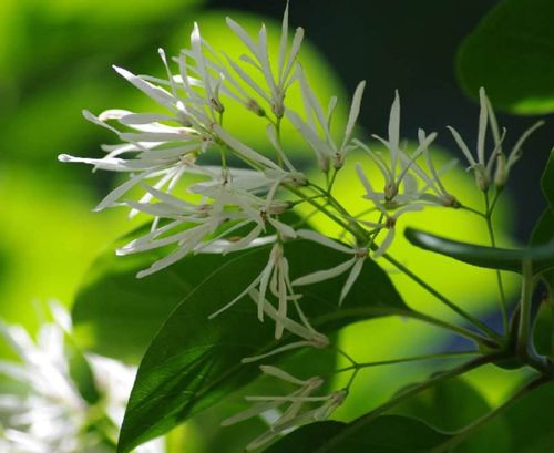 ヒトツバタゴとは 名前の由来や似た花 花言葉は Greensnap グリーンスナップ ヒトツバタゴとは 名前の由来や似た花 花言葉は Greensnap グリーンスナップ