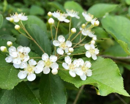 カマツカとは 花や実の特徴 似た花や花言葉は Greensnap グリーンスナップ