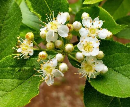 カマツカとは 花や実の特徴 似た花や花言葉は Greensnap グリーンスナップ