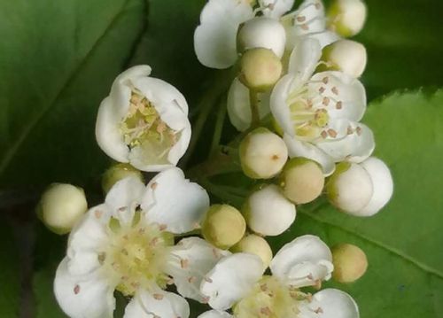 カマツカとは 花や実の特徴 似た花や花言葉は Greensnap グリーンスナップ カマツカとは 花や実の特徴 似た花や花言葉は Greensnap グリーンスナップ