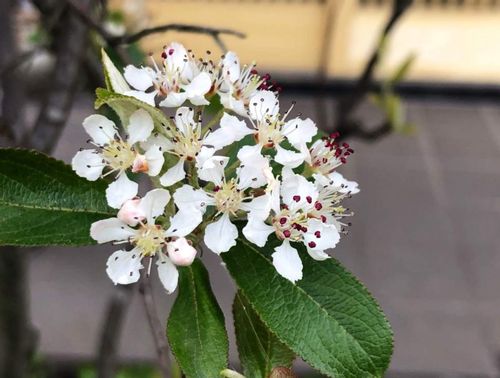 カマツカとは 花や実の特徴 似た花や花言葉は Greensnap グリーンスナップ