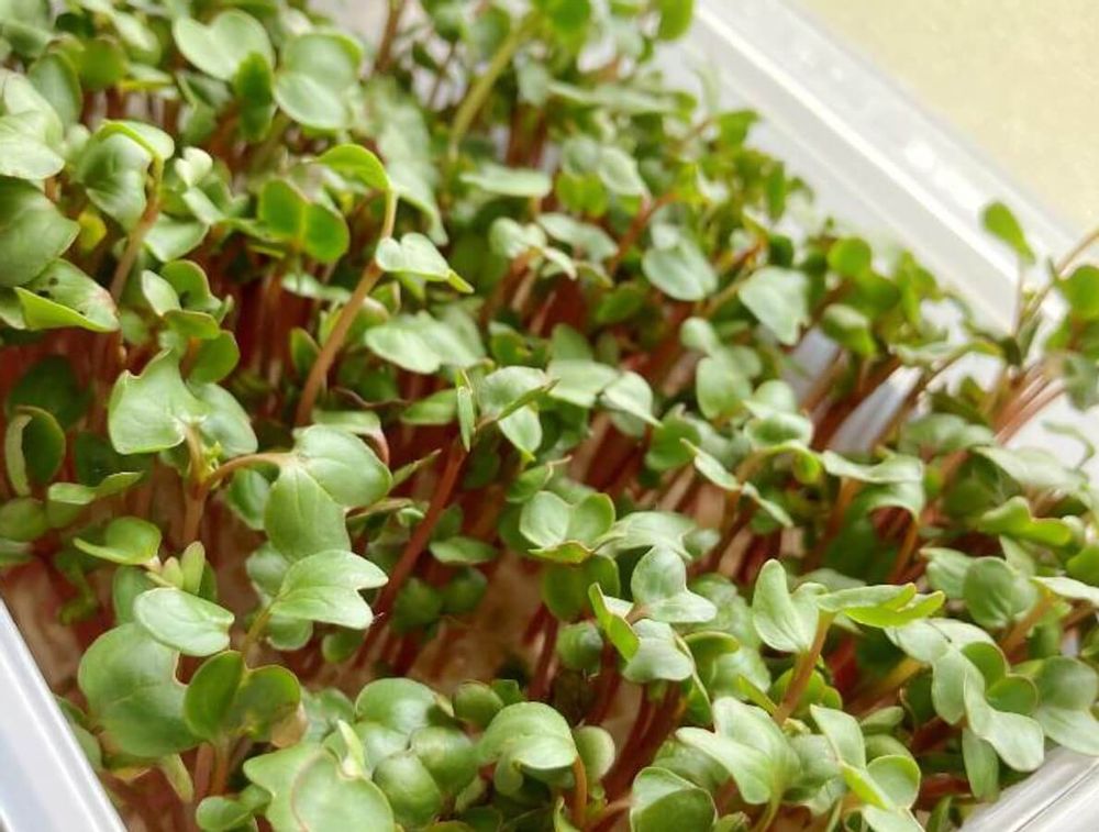 かいわれだいこん