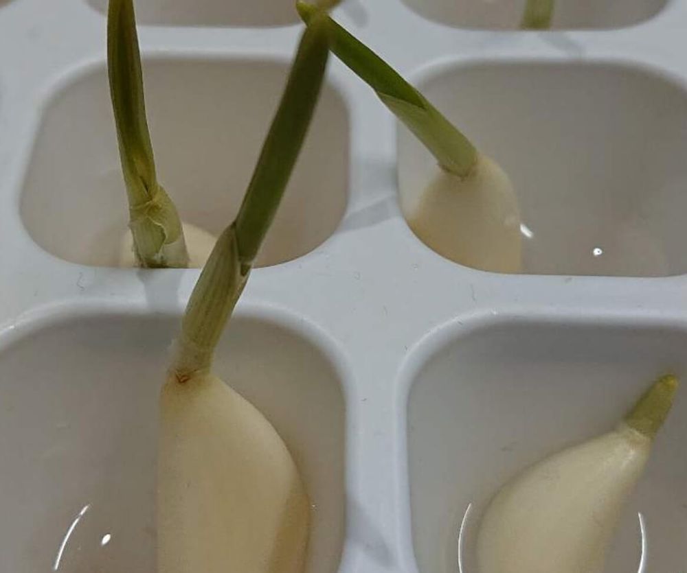 にんにくスプラウト