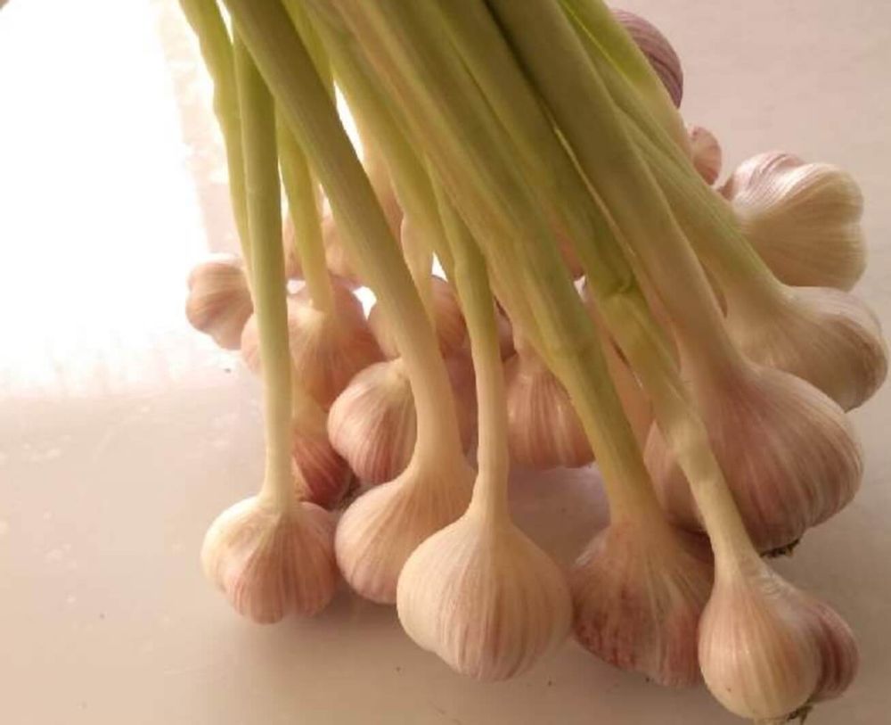 にんにくスプラウト
